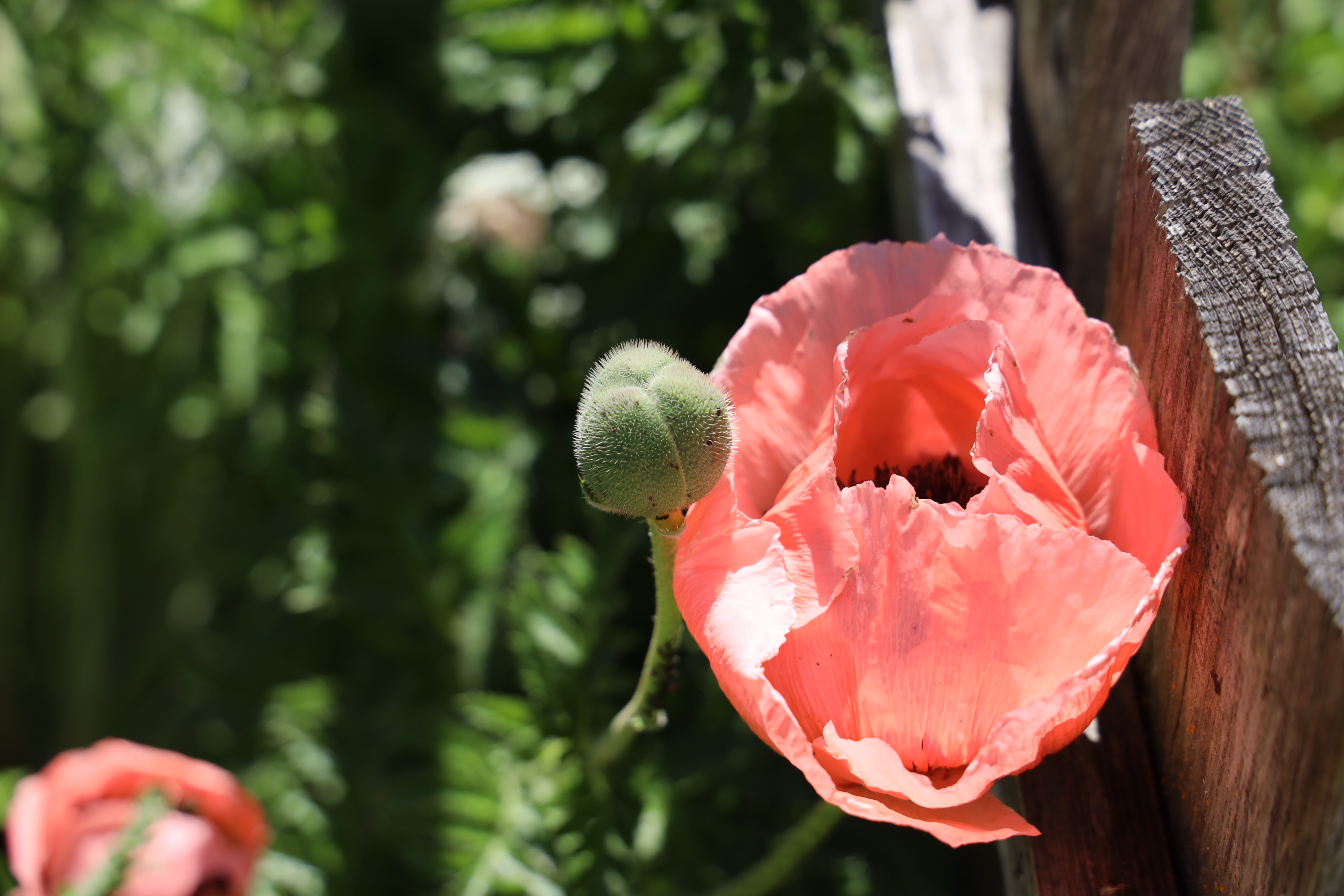 Gartenlandschaft – TOG Juni 2026