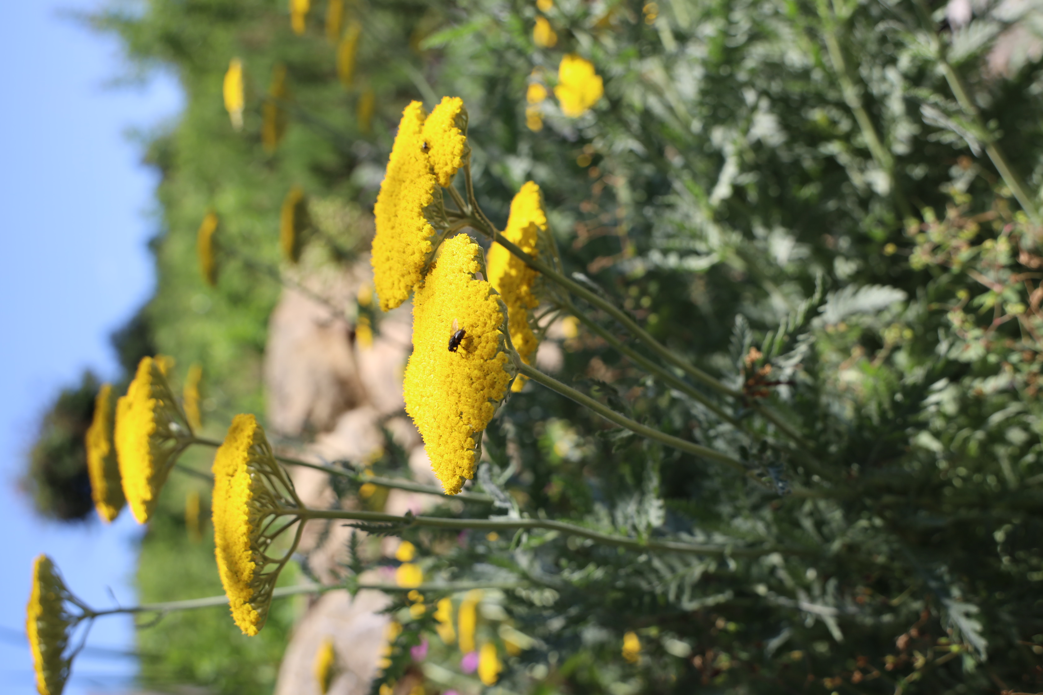 Gartenlandschaft – TOG Juni 2026