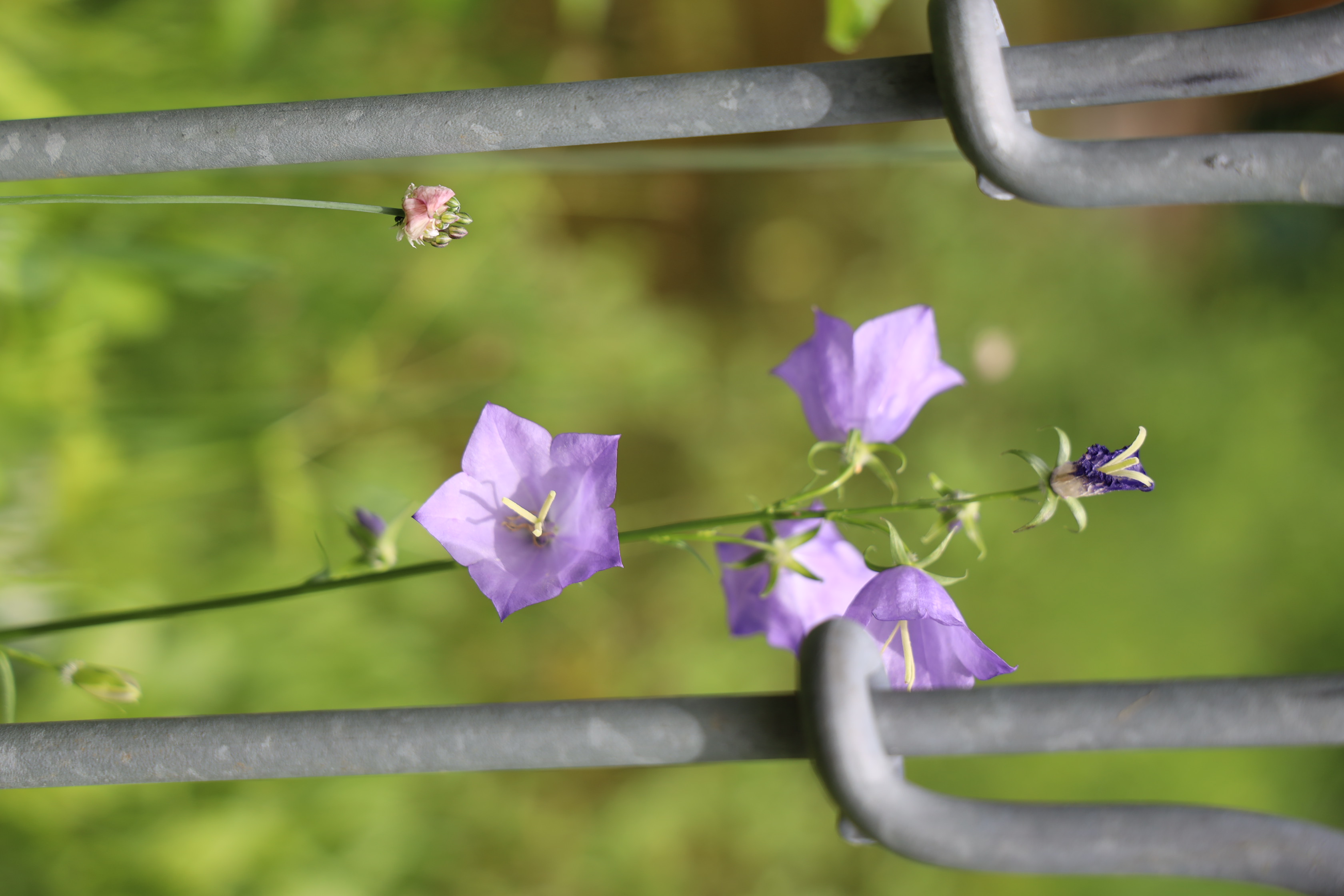 Gartenlandschaft – TOG Juni 2026