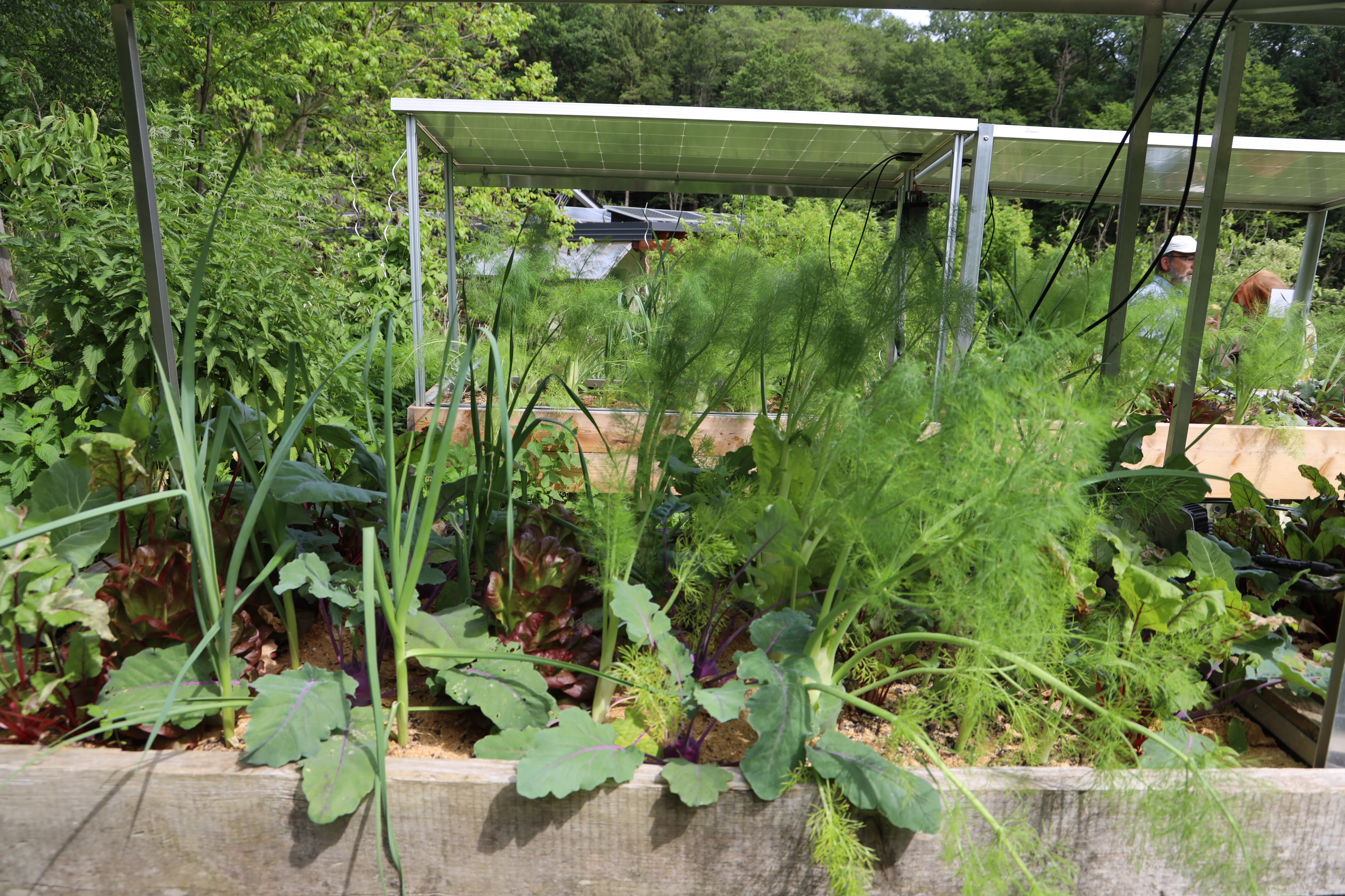 Gartenlandschaft – TOG Juni 2026